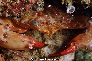 shot with nikon D70s and 105mm macro by Simon Gardener 